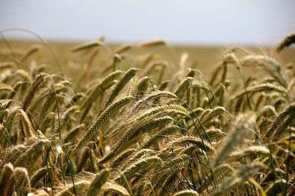 Example of agriculture: Wheat fields in the UK-Life in the UK test-Testpreptraining.com